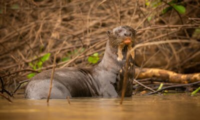 platypus big