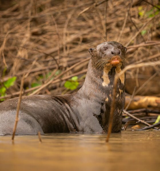 platypus big