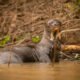 platypus big
