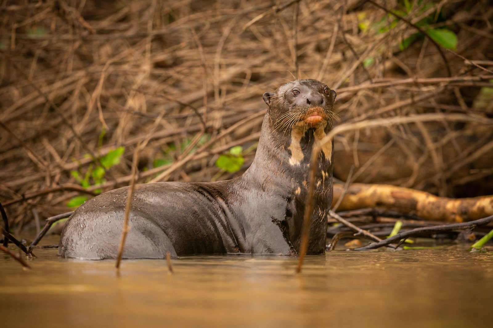 loopeando platypus big