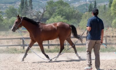 The Ultimate Guide to "Horses Ridden": Mastering Equestrian Techniques, Care, and Choosing the Right Mount