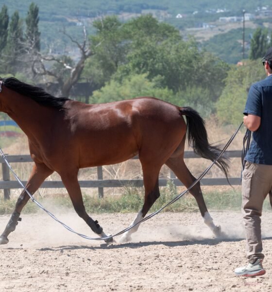 The Ultimate Guide to "Horses Ridden": Mastering Equestrian Techniques, Care, and Choosing the Right Mount