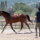 The Ultimate Guide to "Horses Ridden": Mastering Equestrian Techniques, Care, and Choosing the Right Mount
