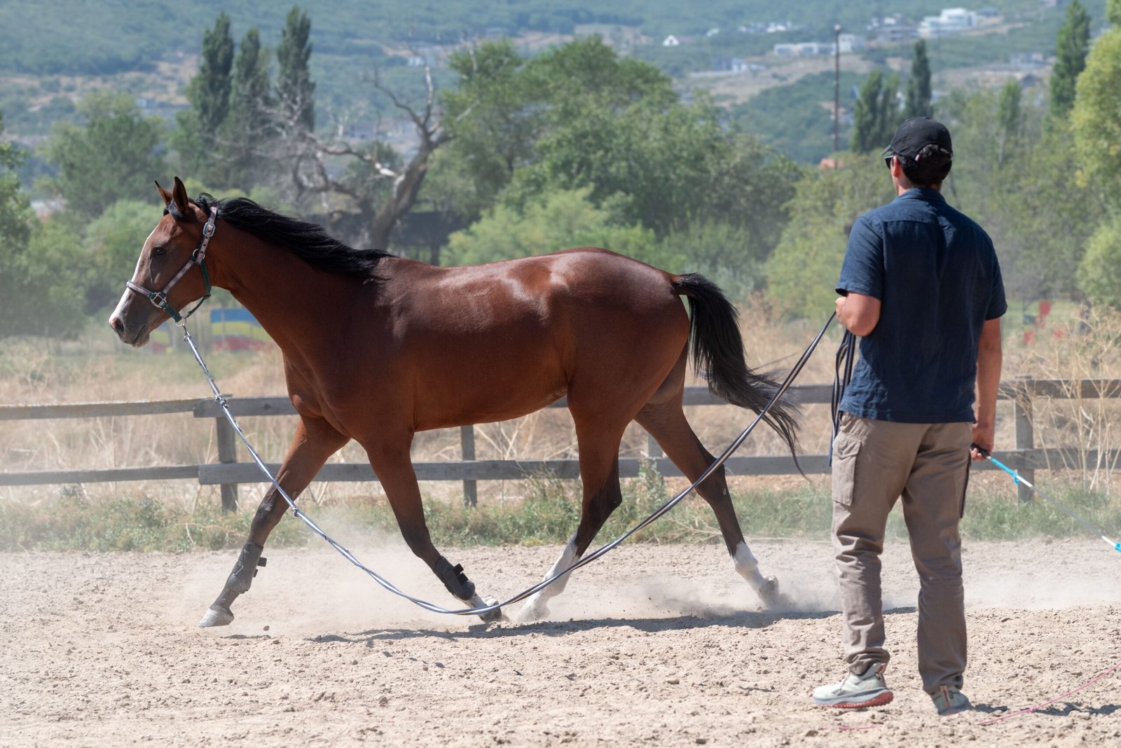 The Ultimate Guide to "Horses Ridden": Mastering Equestrian Techniques, Care, and Choosing the Right Mount