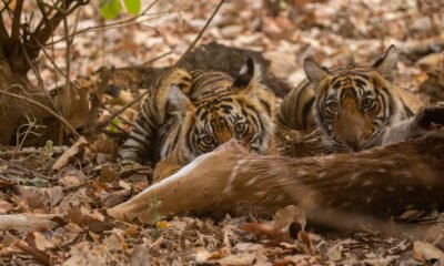 striped animals