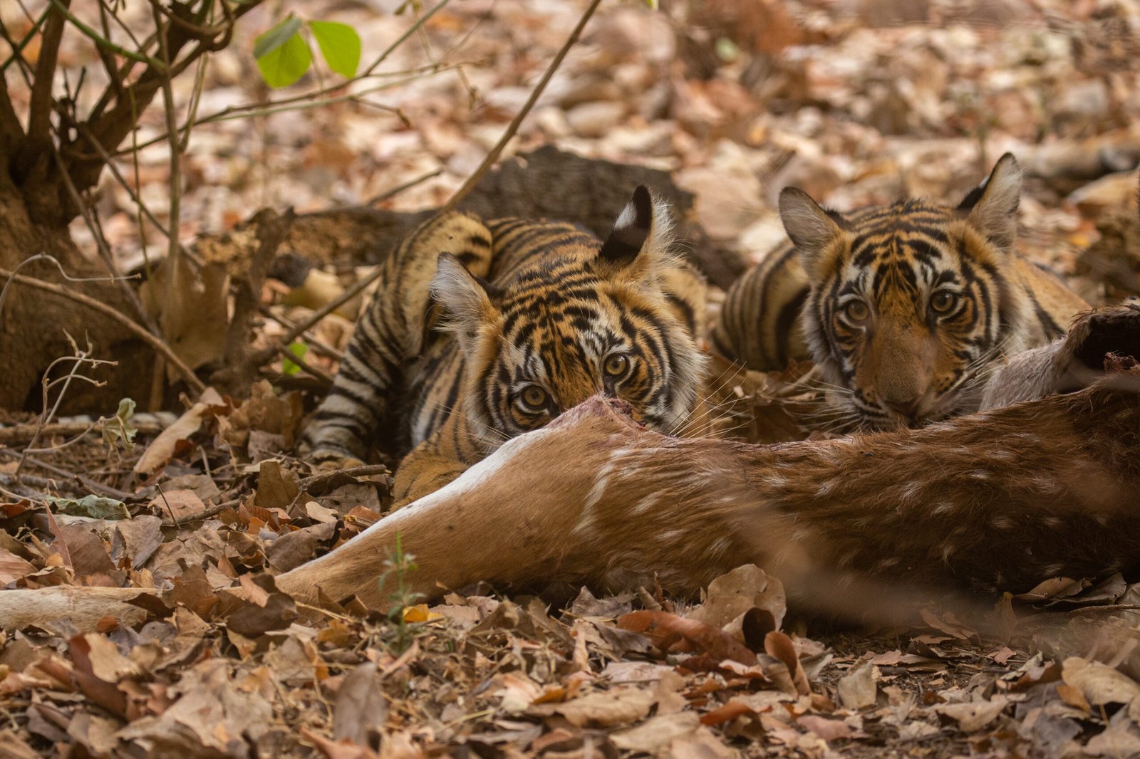 loopeando striped animals
